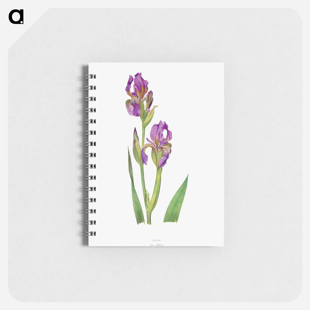 アートメモ帳-Iris Alberti The genus Iris
 - アヤメ属 Memo.