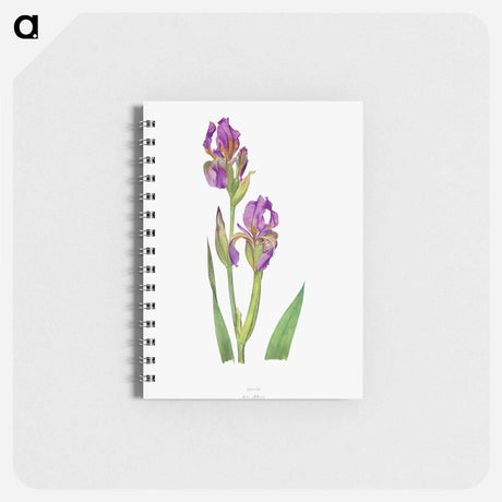 アートメモ帳-Iris Alberti The genus Iris
 - アヤメ属 Memo.