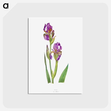 アートポストカード-Iris Alberti The genus Iris
 - アヤメ属 Postcard.