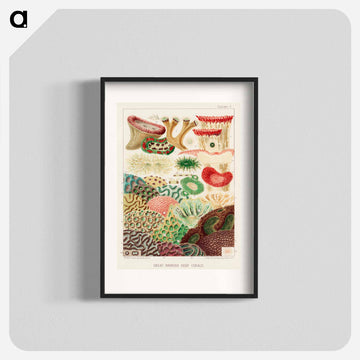 Great Barrier Reef Corals - オーストラリアのグレートバリアリーフ Poster.
