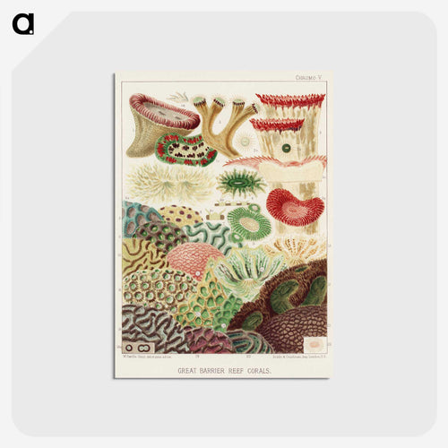 Great Barrier Reef Corals - オーストラリアのグレートバリアリーフ Postcard.