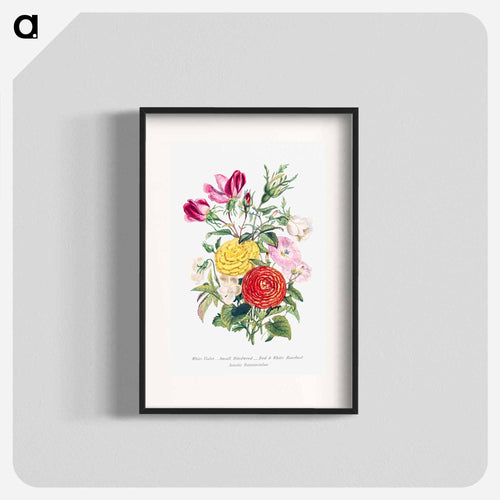 White Violet, Small Bindweed, Red and White Rosebud and Asiatic Ranunculus
 - Flower Language Poster.