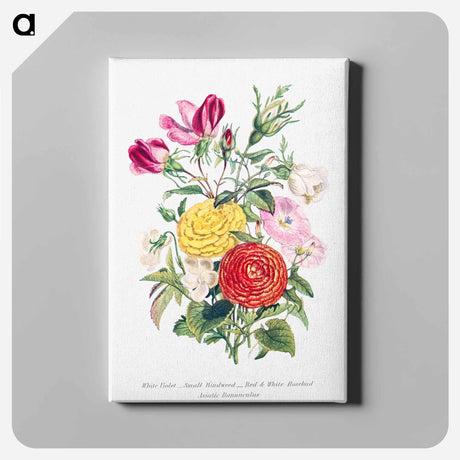 アートパネル-White Violet, Small Bindweed, Red and White Rosebud and Asiatic Ranunculus
 - 花言葉 Canvas.