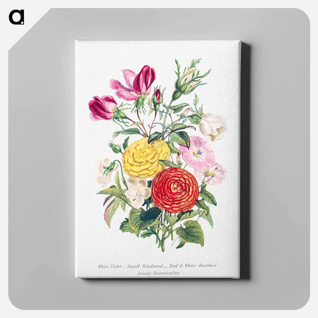 アートパネル-White Violet, Small Bindweed, Red and White Rosebud and Asiatic Ranunculus
 - 花言葉 Canvas.