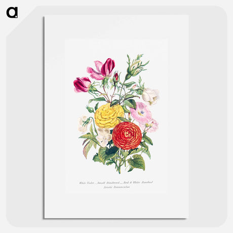 アートポスター-White Violet, Small Bindweed, Red and White Rosebud and Asiatic Ranunculus
 - 花言葉 Poster.