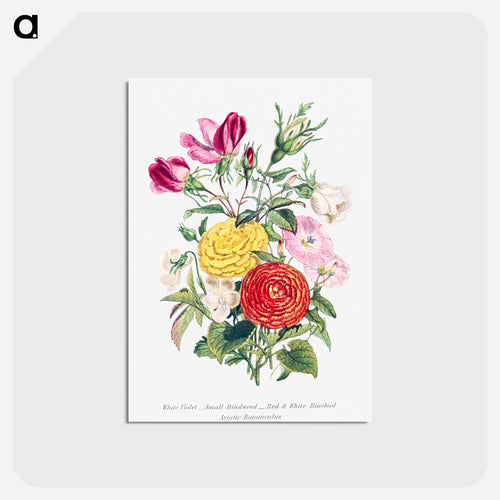White Violet, Small Bindweed, Red and White Rosebud and Asiatic Ranunculus
 - Flower Language Postcard.