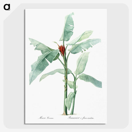 1-10_The-Lilies_picture-crop