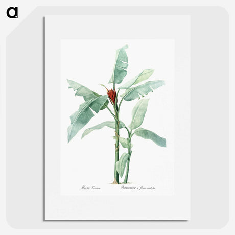 1-10_The-Lilies_picture