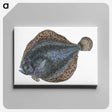 1-10_The-Natural-History-of-British-Fishes_canvas