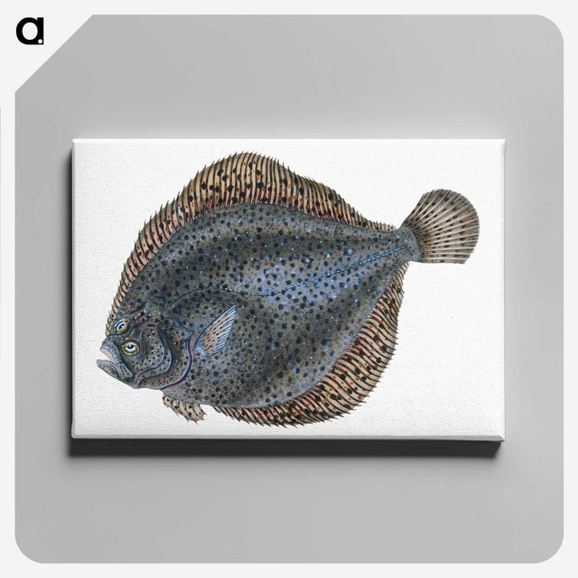 1-10_The-Natural-History-of-British-Fishes_canvas