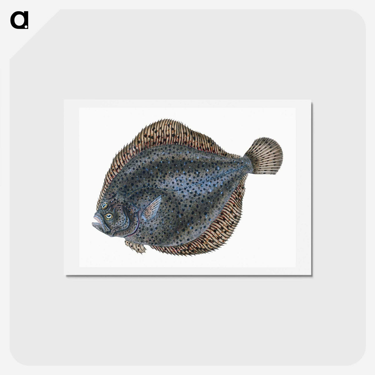 1-10_The-Natural-History-of-British-Fishes_hagaki