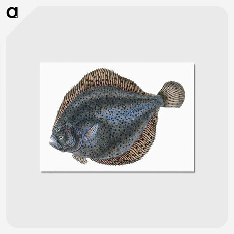 1-10_The-Natural-History-of-British-Fishes_postcard