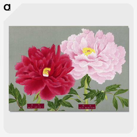 1-10_The-Picture-Book-of-Peonies_picture-crop
