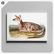 1-10_The-Viviparous-Quadrupeds_canvas