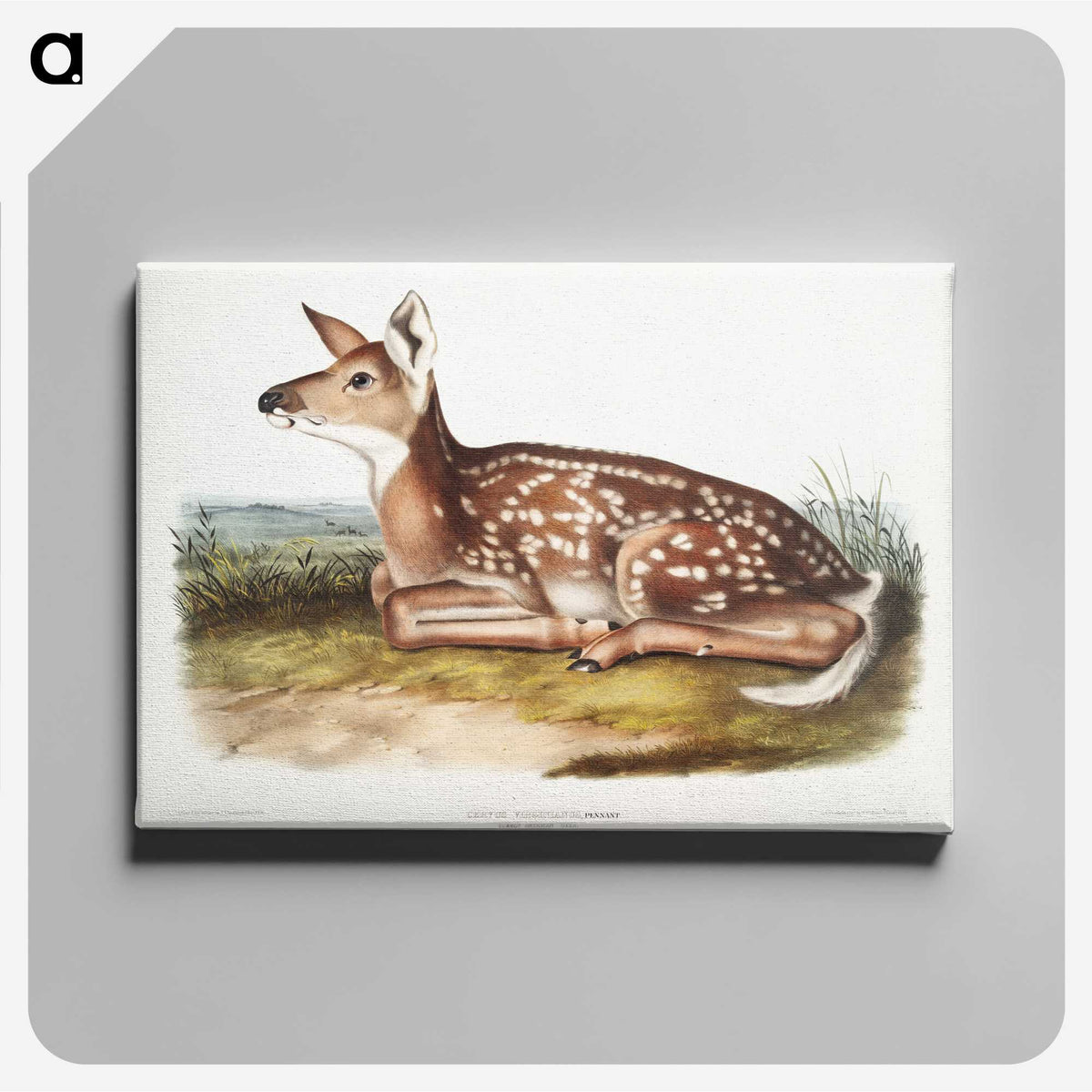 1-10_The-Viviparous-Quadrupeds_canvas