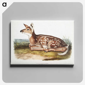 1-10_The-Viviparous-Quadrupeds_canvas