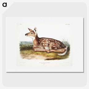 1-10_The-Viviparous-Quadrupeds_picture