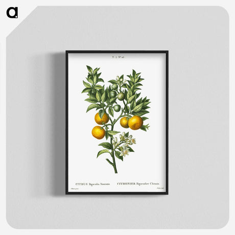 1-10_Treatise-on-Trees-and-Shrubs_blk-crop