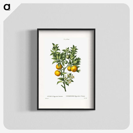 1-10_Treatise-on-Trees-and-Shrubs_blk