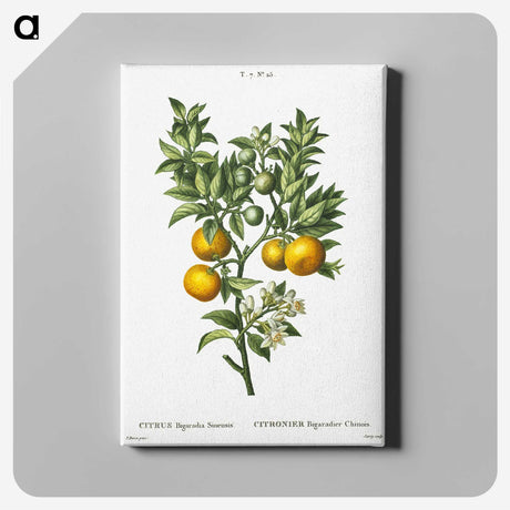 1-10_Treatise-on-Trees-and-Shrubs_canvas