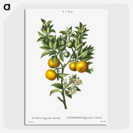 1-10_Treatise-on-Trees-and-Shrubs_picture-crop