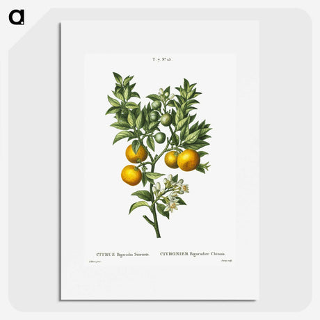1-10_Treatise-on-Trees-and-Shrubs_picture
