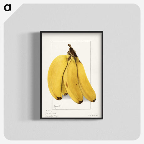 1-10_USDA-Watercolor-Fruit-Painting-Collection_blk-crop