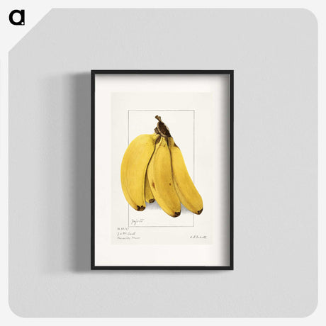 1-10_USDA-Watercolor-Fruit-Painting-Collection_blk