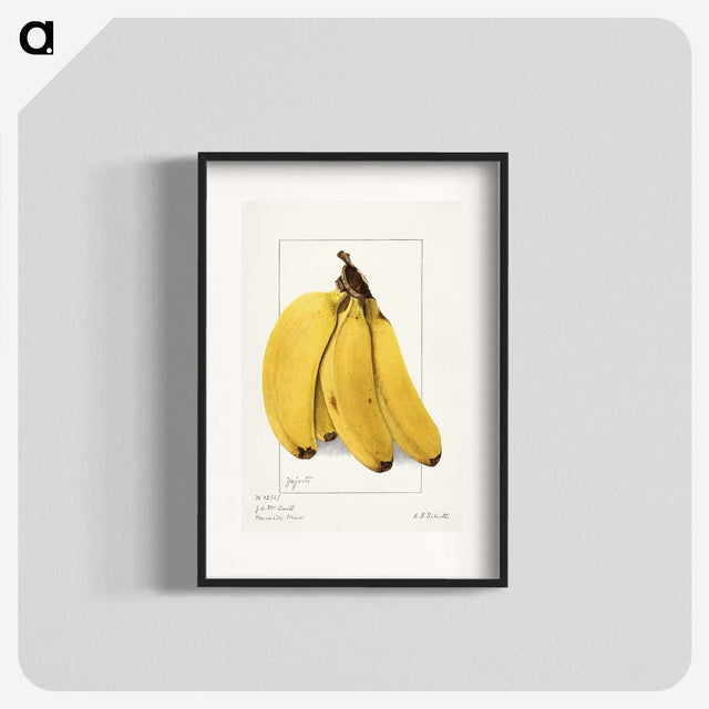 1-10_USDA-Watercolor-Fruit-Painting-Collection_blk