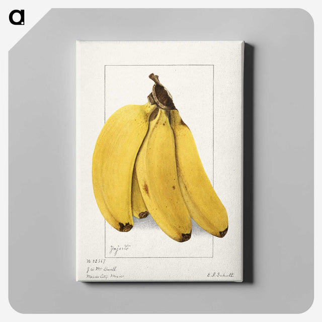 1-10_USDA-Watercolor-Fruit-Painting-Collection_canvas