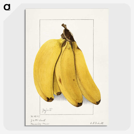 1-10_USDA-Watercolor-Fruit-Painting-Collection_picture-crop