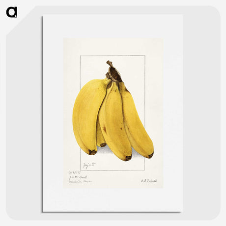 1-10_USDA-Watercolor-Fruit-Painting-Collection_picture