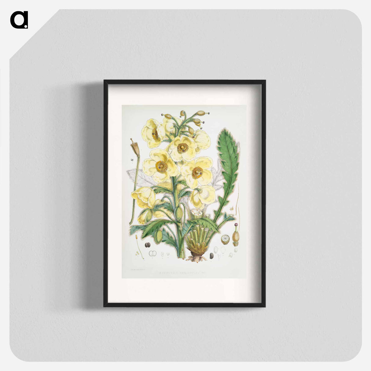 Satin Poppy - ウォルター フッド フィッチ Poster.
