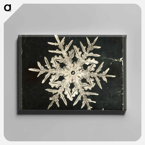 Wilson Bentley's Snowflake 332 - ウィルソン ベントレー Canvas.