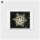 アートポストカード-Wilson Bentley's Snowflake 332 - ウィルソン ベントレー Postcard.
