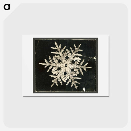 アートポストカード-Wilson Bentley's Snowflake 332 - ウィルソン ベントレー Postcard.