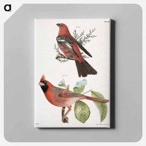 アートパネル-The Pine Bulfinch (Corythus enucleator) - ニューヨークの動物学 Canvas.