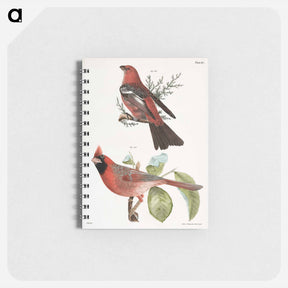 アートメモ帳-The Pine Bulfinch (Corythus enucleator) - ニューヨークの動物学 Memo.