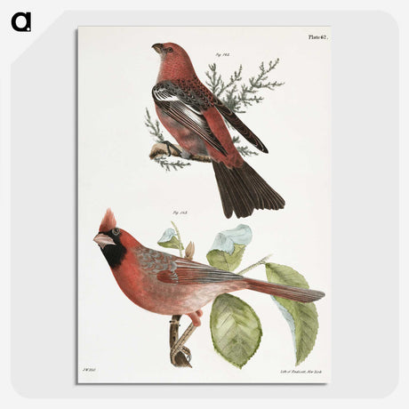 1-10_Zoology-of-New-York_picture-crop