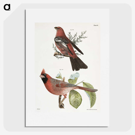 1-10_Zoology-of-New-York_picture