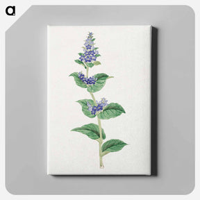 アートパネル-Utsugo Gusa - 19世紀の日本の花 Canvas.