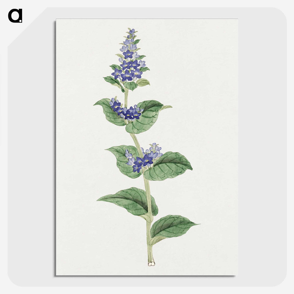 1-11_19th-Century-Japanese-Flowers_picture-crop