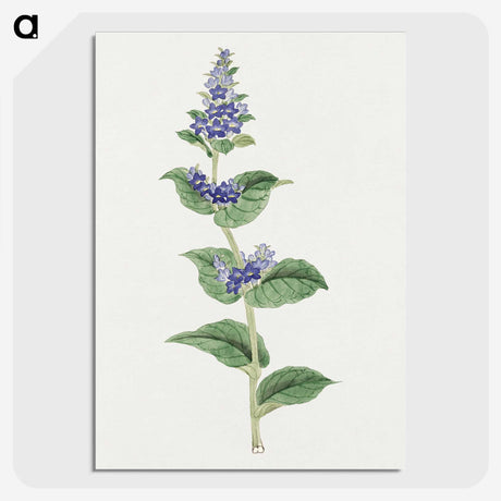 1-11_19th-Century-Japanese-Flowers_picture-crop