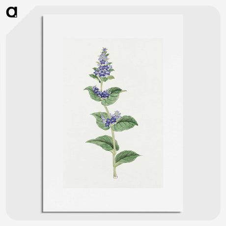 1-11_19th-Century-Japanese-Flowers_picture