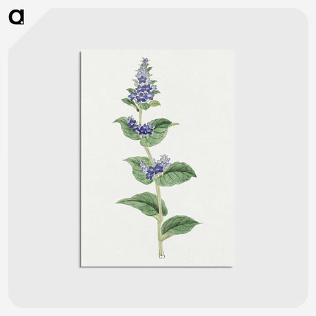 1-11_19th-Century-Japanese-Flowers_postcard