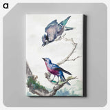 Two birds: a blue jay and a purple-breasted cotinga - アールト シューマン Canvas.