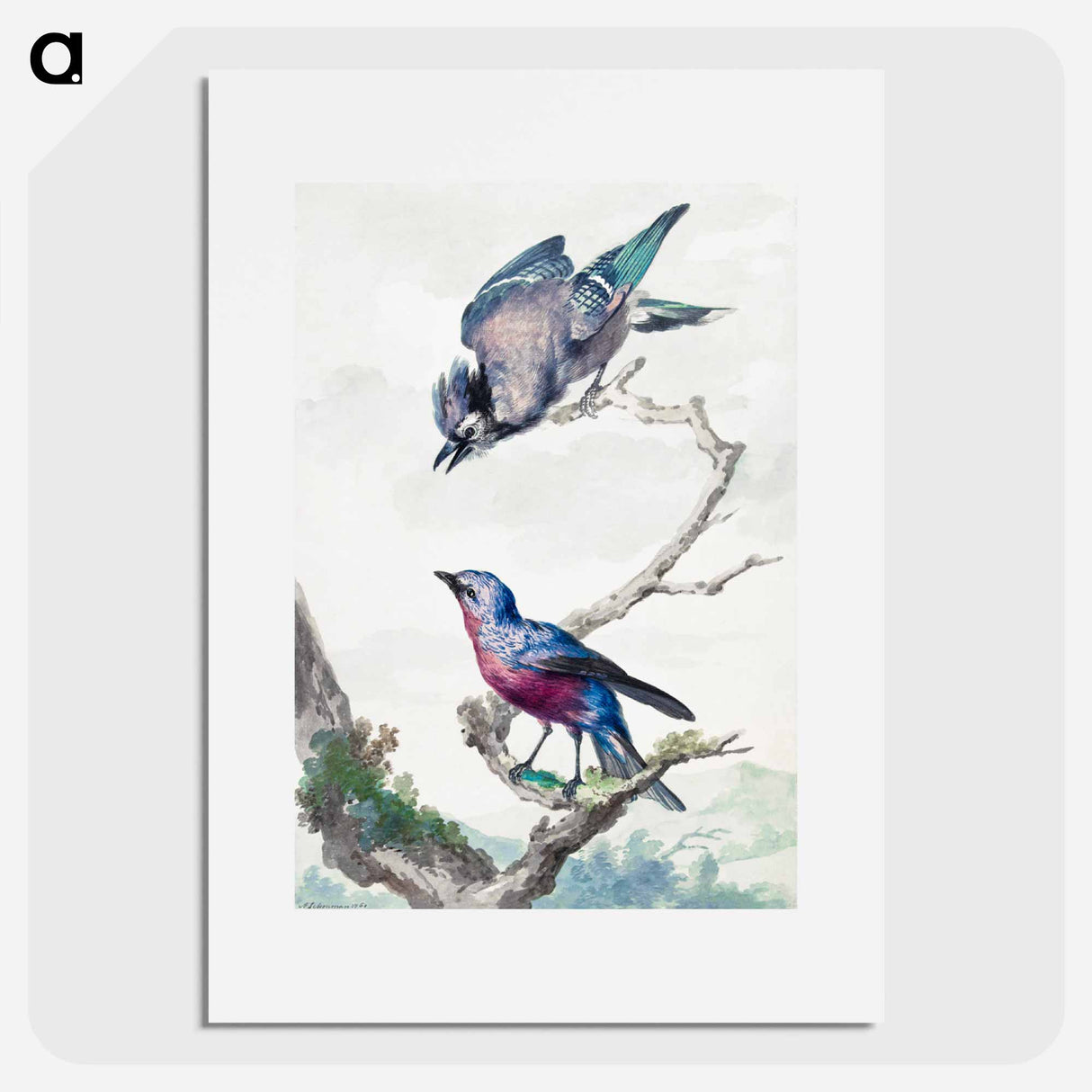 Two birds: a blue jay and a purple-breasted cotinga - アールト シューマン Poster.
