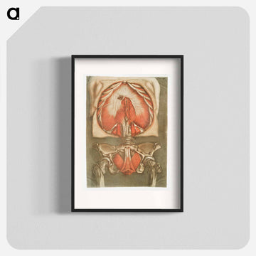 This fascinating collection of anatomical illustrations - アルノルド エロイ ゴーティエ ダゴティ Poster.