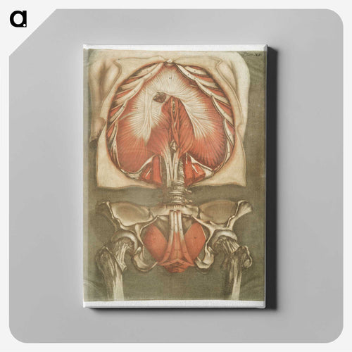 This fascinating collection of anatomical illustrations - アルノルド エロイ ゴーティエ ダゴティ Canvas.