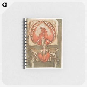 アートメモ帳-This fascinating collection of anatomical illustrations - アルノルド エロイ ゴーティエ ダゴティ Memo.